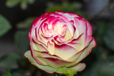 三两一女命财运与婚姻 三两一钱女命的婚姻如何?