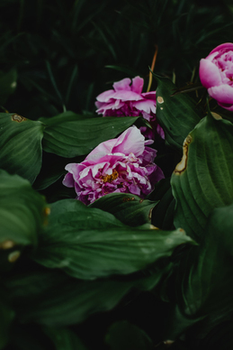 结婚买不到烟怎么办 结婚大量用烟去哪里买