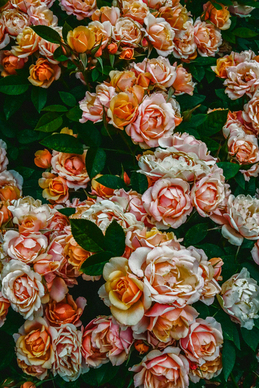 古代新郎胸前大红花