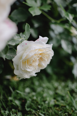 给别人回礼该说什么 表达回礼感谢的话