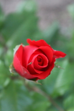 喜糖为什么要放花生 婚礼上的糖果盒一定要装花生吗?