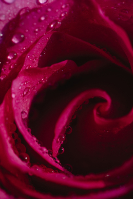 中式敬酒服品牌排行榜