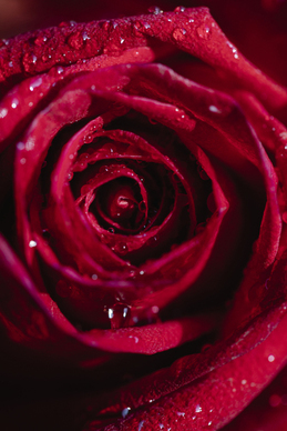 学婚礼主持需要多少钱 做婚庆主持都需要缴费去培训吗