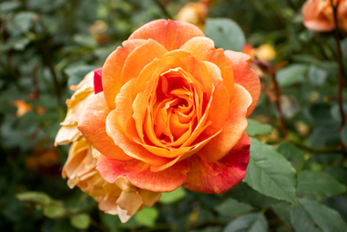 新婚快乐提前祝福语 提前祝新婚快乐祝福语