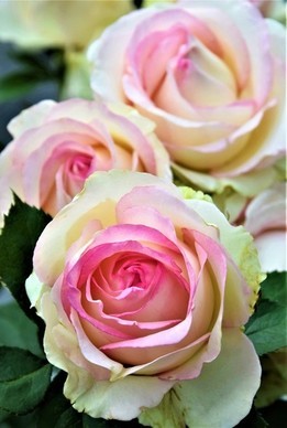 视频号最火的10首歌 抖音上最火的十首歌是哪些?