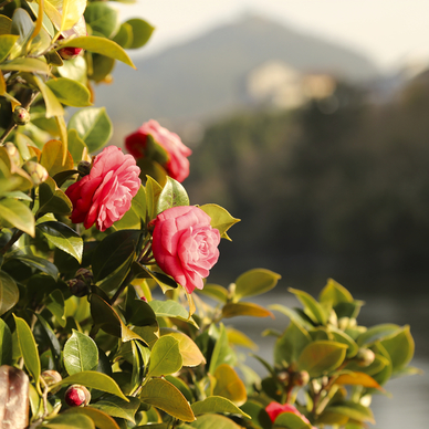 南京瑞庭婚礼宴会中心 玄武湖瑞庭婚礼中心什么档次