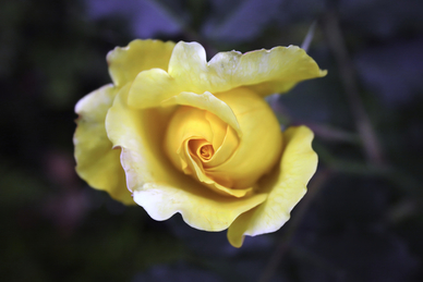 婚纱有裙撑好还是没有好