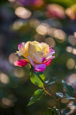 红布打花结的方法图解 揭牌仪式上的红绸怎么打结