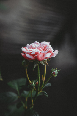 婚礼账单的标准写法 怎么写礼帐