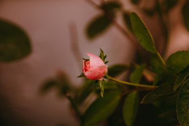 感恩父母的串词主持词 感恩父母主题班会主持词四篇