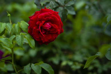 做我三天女朋友