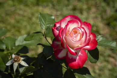 百岁寿宴主持稿 老人百岁寿宴主持词怎么写