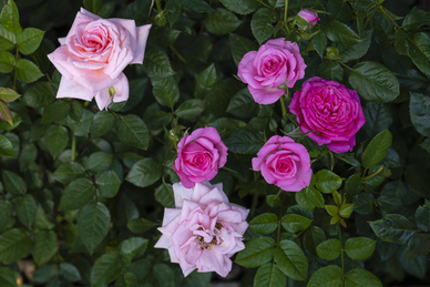 祝姐妹结婚幸福的的说说 姐妹结婚祝福语朋友圈说说
