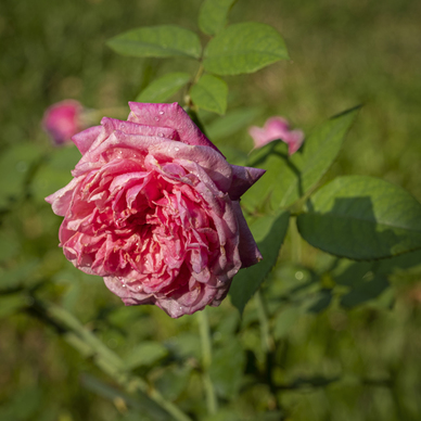 双方父母见面年前好还是年后好 什么时候见家长最合适