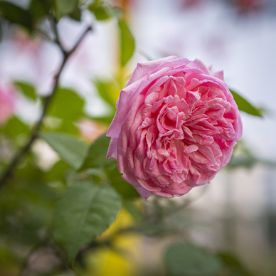 娶一个女孩子一共需要多少钱 找一个女生作为对象，需要给女生多少钱？