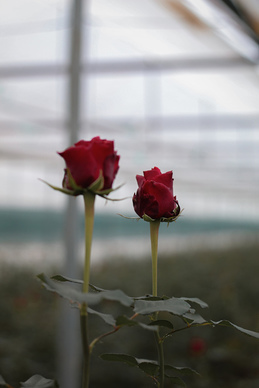 结婚登记准备资料 结婚登记需要什么资料