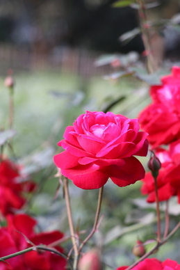 订婚赠送礼金贺词 订婚仪式中新郎给新娘礼金台词怎么说？