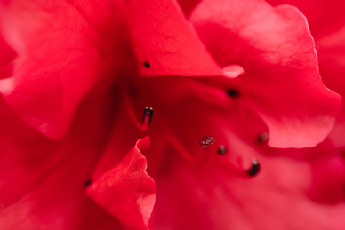 彩礼大包和半包的区别 彩礼包括哪些?
