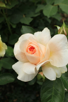 简单的婚宴贺词 婚礼贺词简短精辟