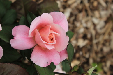 棒棒糖扎手捧花的步骤 用棒棒糖做的花束教程