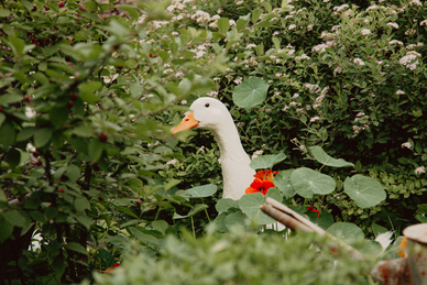 2023年黄道吉日6月 6月份搬家黄道吉日2023年