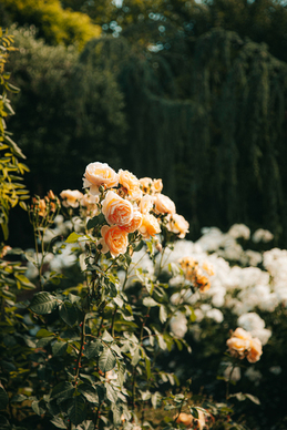 帮新娘打伞的人最好叫谁 给新娘打伞的是伴娘吗？