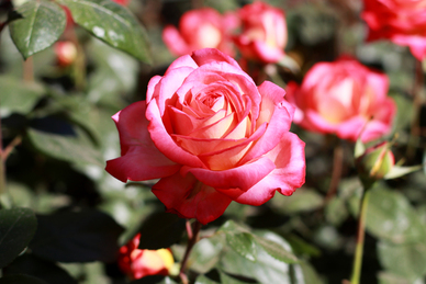 结婚过礼送白酒好吗男方 结婚送礼有什么讲究？