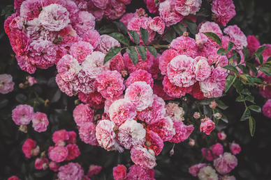 婚宴装饰效果图 婚庆场景布置要素 婚庆场景布置效果图鉴赏