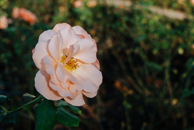 50D色织布是什么面料 色织布是什么面料