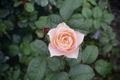 结婚是男方和女方父母说还是自己说