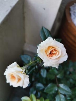 粉色气球和什么颜色最搭 婚房气球颜色怎么搭