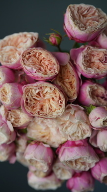 哈尔滨金夫人婚纱摄影好吗