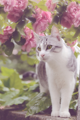 新人自己主持婚礼 主持自己婚礼的主持流程