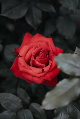 接高亲是什么哪些人 男方接亲一般要哪些人