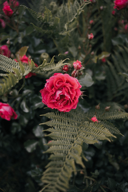 中式婚礼PPT 中国传统婚礼习俗ppt