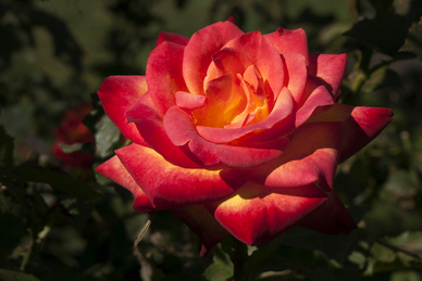 结婚适合摆什么水果 结婚摆果盘用哪些水果 有哪些适合水果