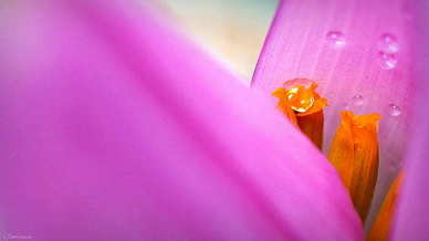 结婚场上的讲话 最有文采的婚礼致辞(通用10篇)