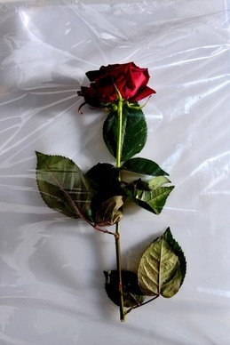 婚礼完美收官说说 结婚典礼结束语