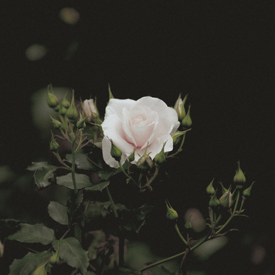 对戒买什么牌子比较好 对戒什么牌子好