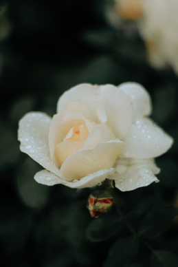 工作感谢词精美句子 感恩相遇一起工作的句子