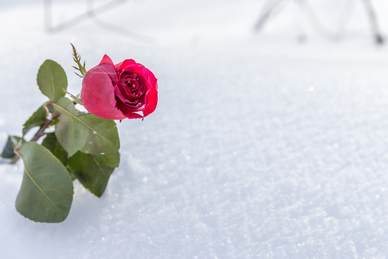 怎样加入婚庆车队公司 怎么加入婚车车队