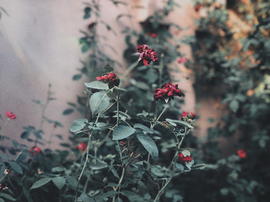 结婚对戒什么样的好 结婚的时候购买对戒应该购买哪个品牌的?