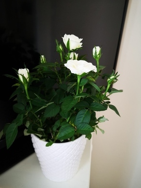 微信电子请帖写的字 微信文字请柬