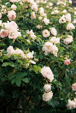婚车劳斯莱斯加长幻影 劳斯莱斯幻影有加长版吗