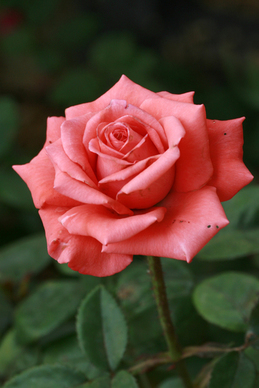 礼仪名称什么名字好 优雅好听的礼仪队名称