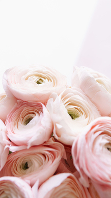 伴娘是戴胸花还是手腕花 伴娘是戴胸花还是腕花