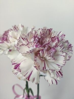 钻石婚送什么花给老人