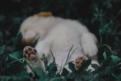 中式婚礼迎宾礼服