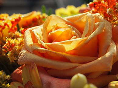 付定金忘记付尾款怎么办 忘记付尾款,定金能否退还?