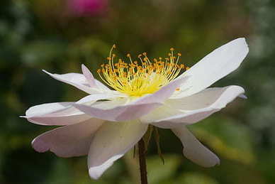 百褶裙和A字裙哪个显瘦 百褶裙和a字裙哪个更适合微胖女孩?